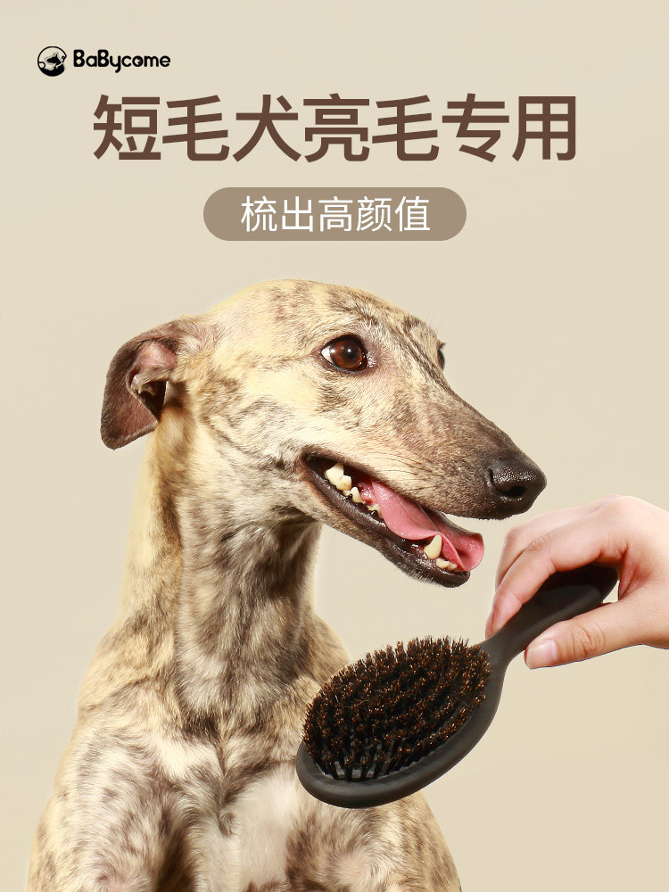 狗毛梳子猪鬃毛梳刷子短毛狗亮毛专用杜宾灵缇法斗惠比特拉布拉多