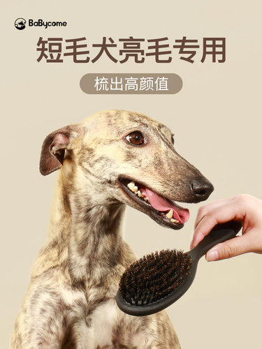 狗毛梳子猪鬃毛梳刷子短毛狗亮毛专用杜宾灵缇法斗惠比特拉布拉多