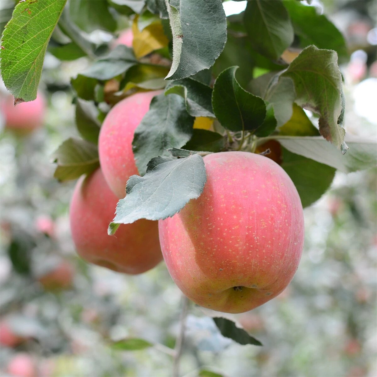 正宗新疆王林苹果原箱10斤装青苹果阿克苏冰糖心新鲜水果包邮khdw