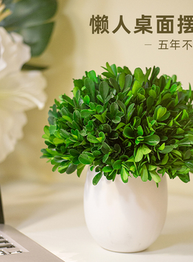小叶黄杨桌面永生植物入户玄关绿植小摆件客厅电视柜装饰家居好物