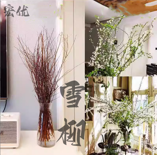 雪柳干枝水插花水培鲜花鲜切花遇水开花枯木逢春室内水养鲜花绿植使用感如何?