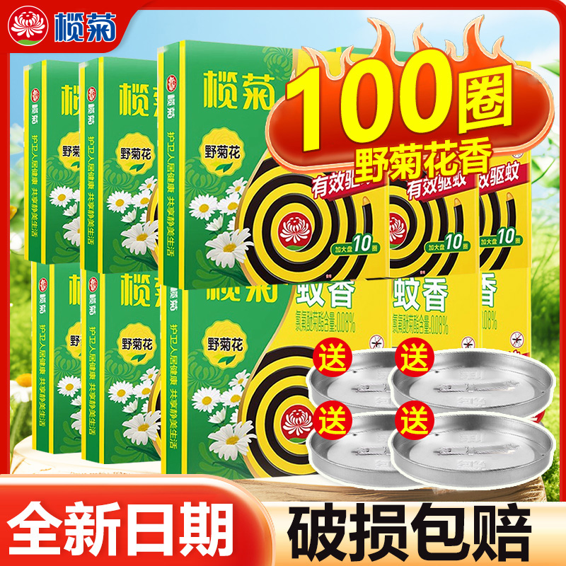 蚊香盘榄菊野菊花线下商超同款