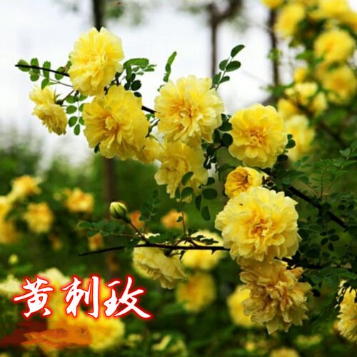 黄刺玫苗黄刺梅刺玫庭院绿化重瓣耐寒耐旱工程蔷薇花苗景观红刺玫