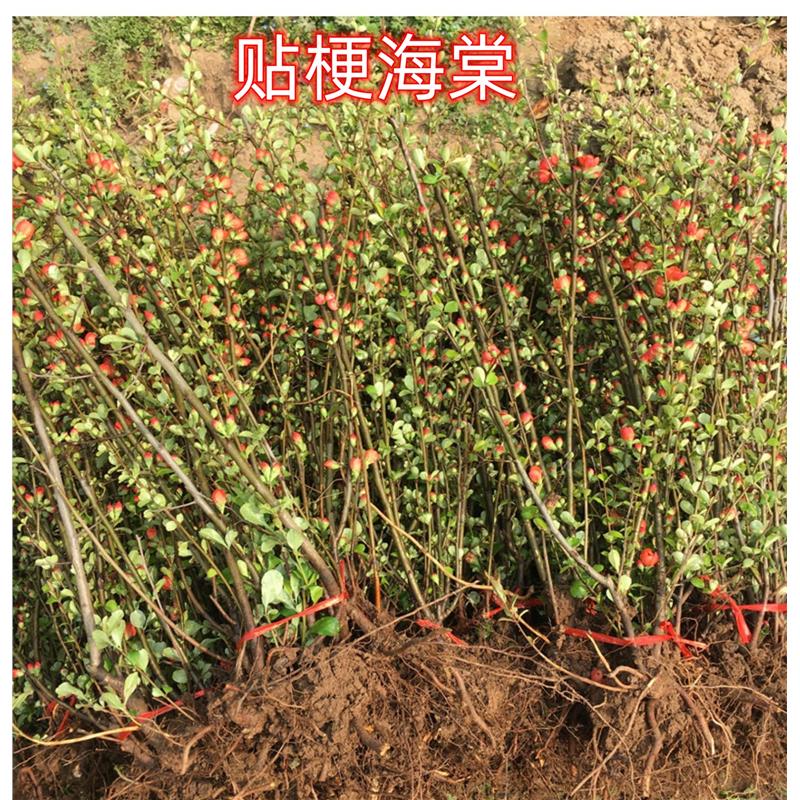 庭院盆栽植物贴梗海棠工程绿化苗木海棠花美丽乡村树苗美化新疆
