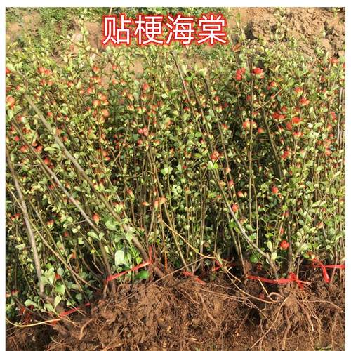 庭院盆栽植物贴梗海棠工程绿化苗木海棠花美丽乡村树苗美化新疆