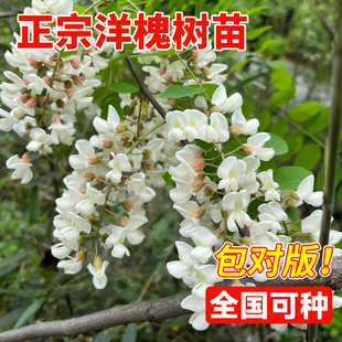 槐树苗国槐别墅庭院大树刺槐国槐花树苗植物可食用洋槐蜂蜜洋槐花
