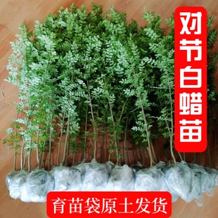对节白蜡树苗小苗盆景文人桩丛林盆景附石专用苗易造型微盆景素材