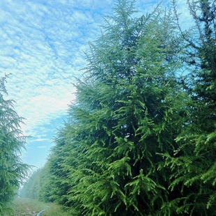 雪松树苗四季常青绿化苗木黑松白皮松别墅庭院树种宝塔松耐寒松树