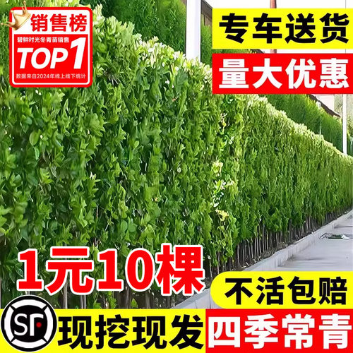 围墙篱笆植物大叶北海道黄杨苗冬青树苗四季常青耐寒庭院绿篱树苗