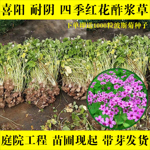 红花酢浆草种球炸酱草三叶草幸运草庭院别墅花坛多年生四季开花苗