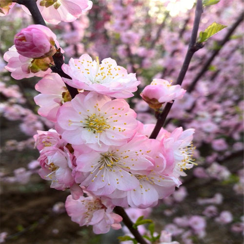 重瓣榆叶梅花树苗盆n栽阳台庭院耐寒花卉植物四季浓香郁李花苗盆