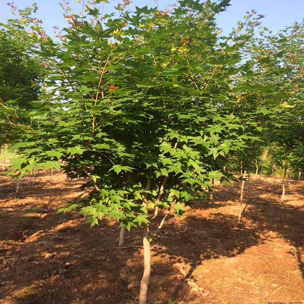 五角枫苗元宝枫树苗园林绿花苗木庭院植物景观植物五角枫树苗