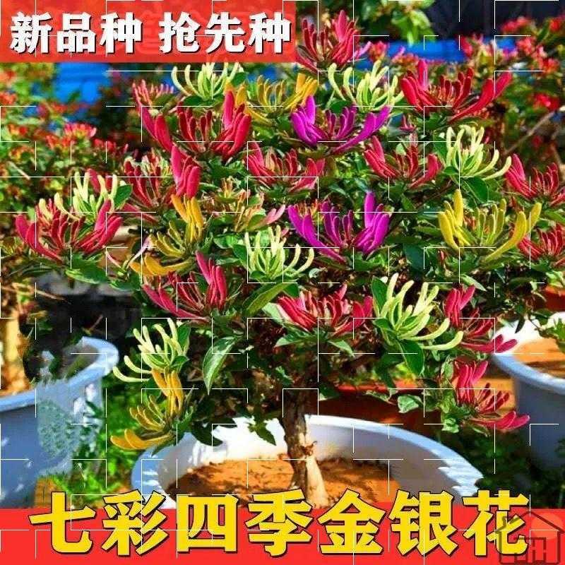 冻不死的室外花七彩四季金银花苗地栽泡茶花卉庭院k