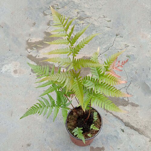 迷你蕨类植物盆栽素材模板 迷你蕨类植物盆栽图片下载 小麦优选