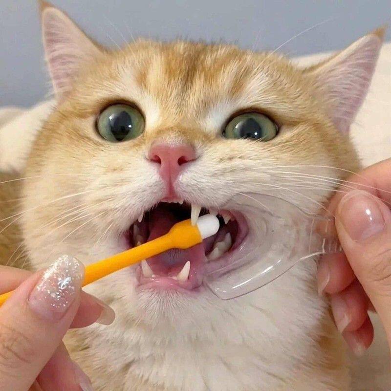 猫咪刷牙开口神器口腔扩口器宠物狗狗清洁牙齿辅助器耐高温易清洗