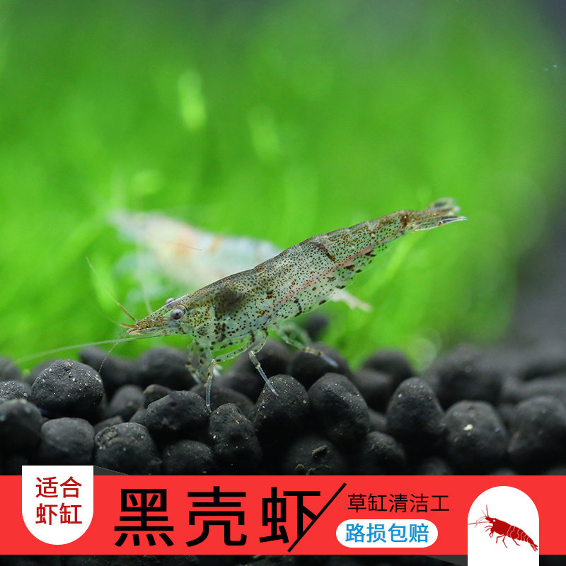原生黑壳虾小缸清洁虾乌龟饲料除藻虾观赏虾工具虾水族箱鱼缸造景