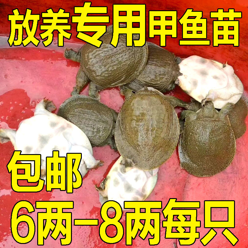 小甲鱼苗鲜活体食用公母小外塘放养中华鳖苗套养散养垂钓卤味麻辣
