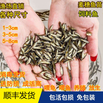 喂乌龟吃的小活鱼苗易养活鳄龟食物饲料鱼小型幼龟龙鱼开口粮麦穗