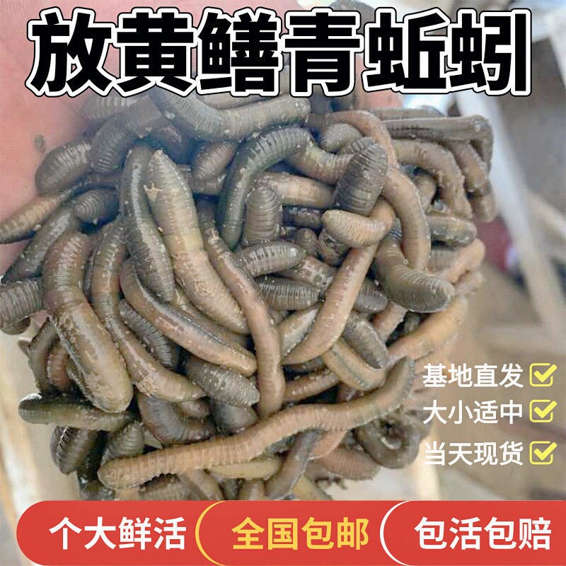 黑蚯蚓钓黄鳝蚯蚓青蚯蚓鲜蚯蚓鳝鱼蚯蚓大蚯蚓活蚯蚓鱼饵蚯蚓
