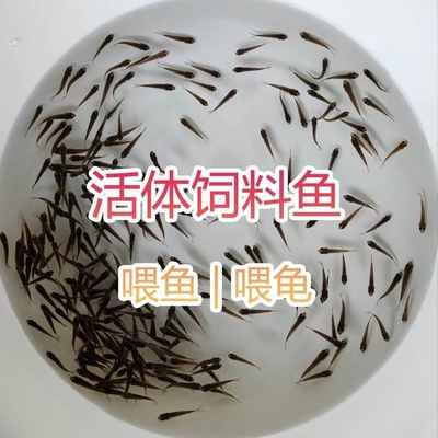 喂乌龟的小鱼苗淡水草鱼麦穗鱼食蚊鱼饲料鱼龙鱼饲料活体鱼草龟