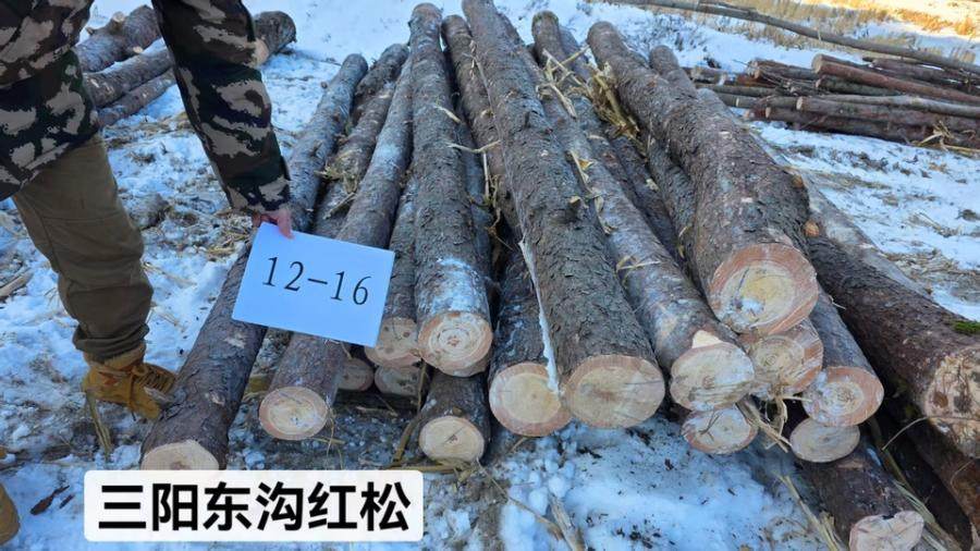 12月20日哈尔滨一面坡林场红松木材（二标段）网络拍卖公告