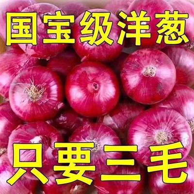 水果洋葱9斤新鲜蔬菜现挖当季紫皮圆葱葱头元葱甜味生吃批发云南