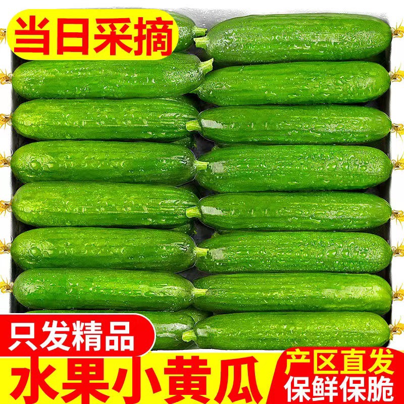 水果黄瓜新鲜包邮6斤小黄瓜青瓜旱生吃脆嫩清甜白玉花瓜蔬菜5整箱