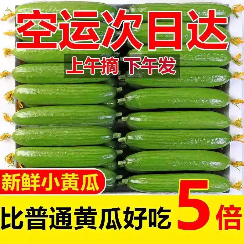 水果小黄瓜新鲜小黄瓜