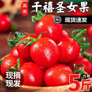 新鲜千禧5斤现摘圣女果小番茄粉色千玺釜山77号包邮发货整箱重