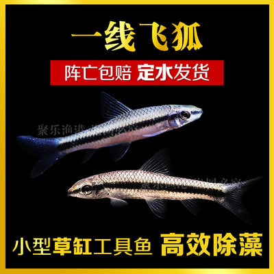 一线飞狐黑线飞狐活体热带观赏淡水除藻工具垃圾除鱼黑毛丝毛藻