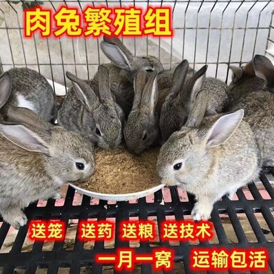 兔子活物公母一对活体宠物家兔活兔肉兔子苗巨型兔子苗家养幼兔苗