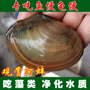 专吃鱼屎粪便黄金小河蚌河蚬淡净水观赏螺鲜活物黑金刚贝壳苗活体