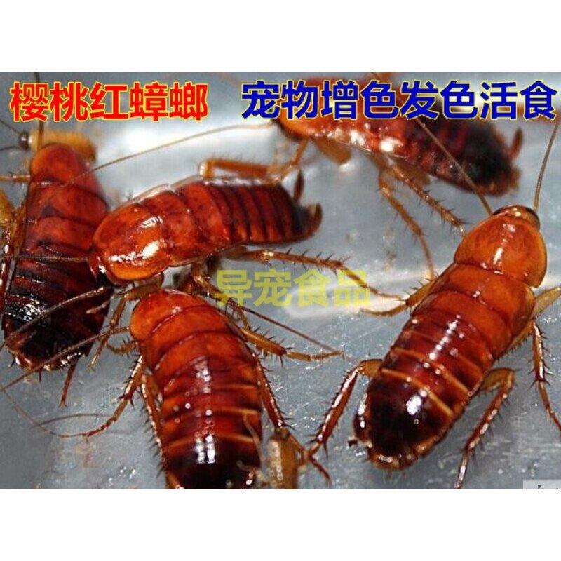 樱桃红蟑螂活虫杜比亚面包虫大麦虫蟋蟀守宫蜘蛛蚂蚁龙鱼饲料活体