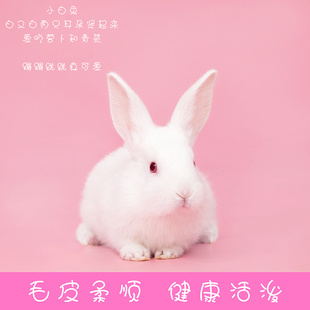 兔子活物宠物比利时小白兔活体新西兰肉兔家养种兔公主兔包邮幼兔