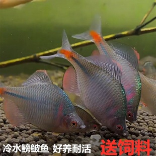 鳑鲏鱼观赏鱼冷水鱼原生鱼七彩旁皮鱼高体旁皮活体小型淡水鱼好养