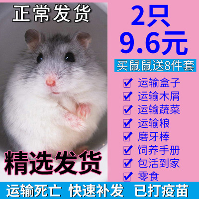 仓鼠活物已打疫苗活体小苍鼠银狐布丁三线小仓鼠宠物包活金丝熊