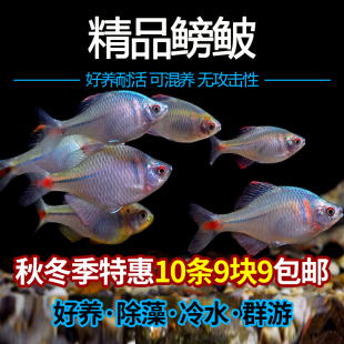 鳑鲏鱼活体溪流缸除藻小型原生群游旁皮鱼好养易活淡水冷水观赏鱼