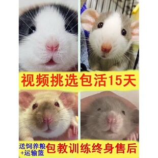 花枝鼠 活体活物宠物鼠 幼鼠萌宠好养宝宝亲人学生宿舍卷毛鼠包邮