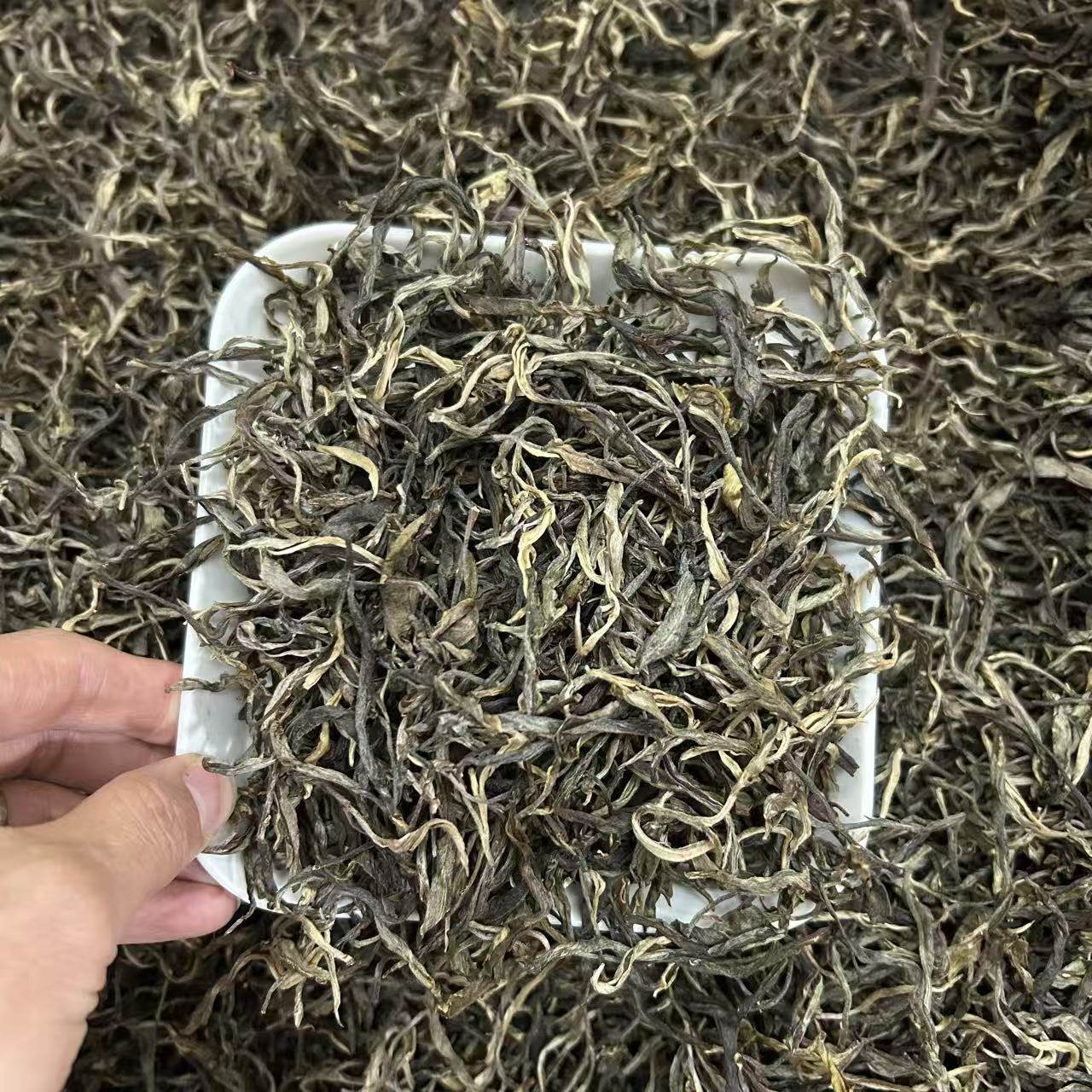 2025年磨烈头春古树 普洱茶生茶散茶200克 - 实物图