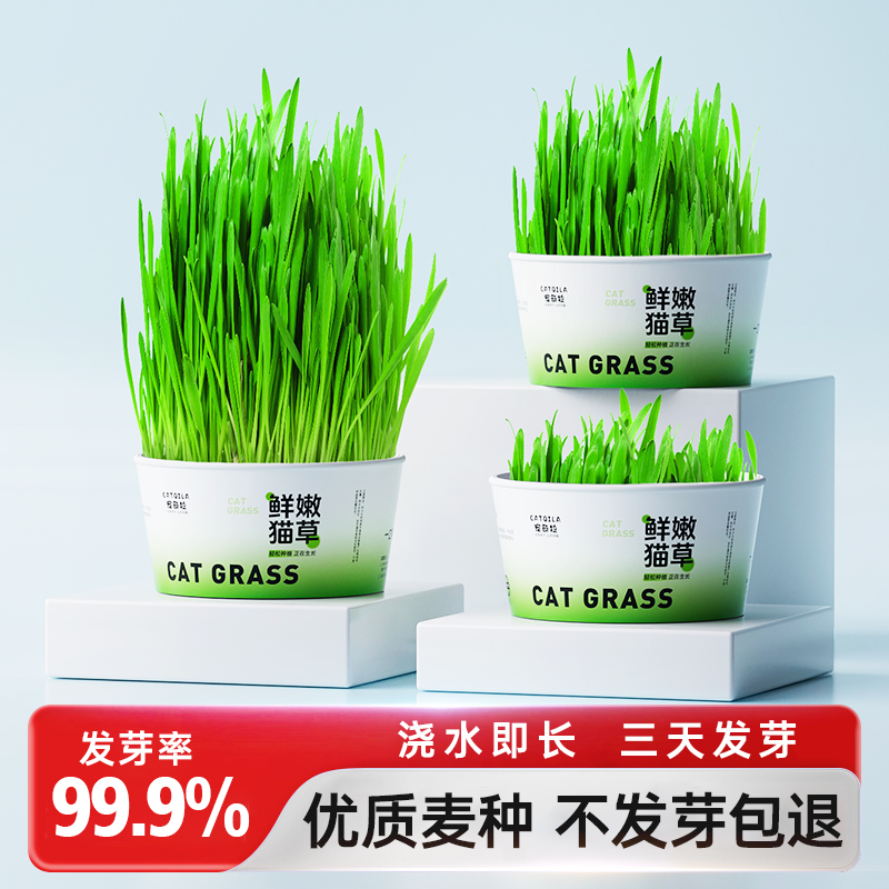 自种猫草比泡面都简单