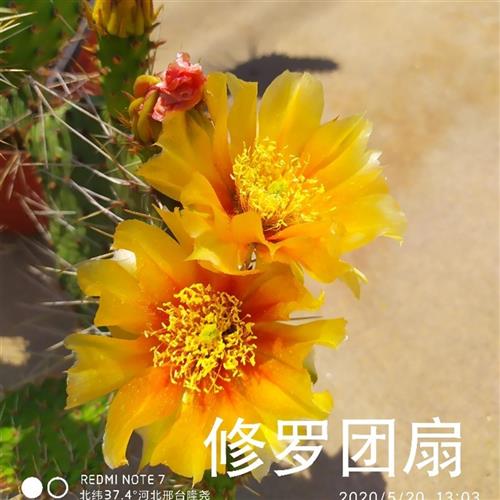 黄花橙花修罗团扇老品抗冻耐寒好活易养墙头仙人掌耐贫瘠