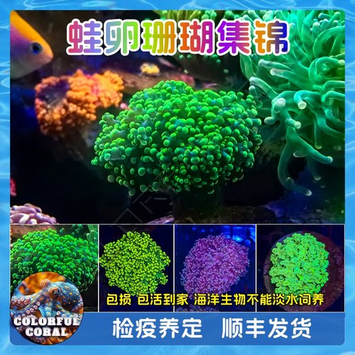 沙巴荧光绿蛙卵花瓶双色海水生物活体珊瑚观赏软体LPS提子新手