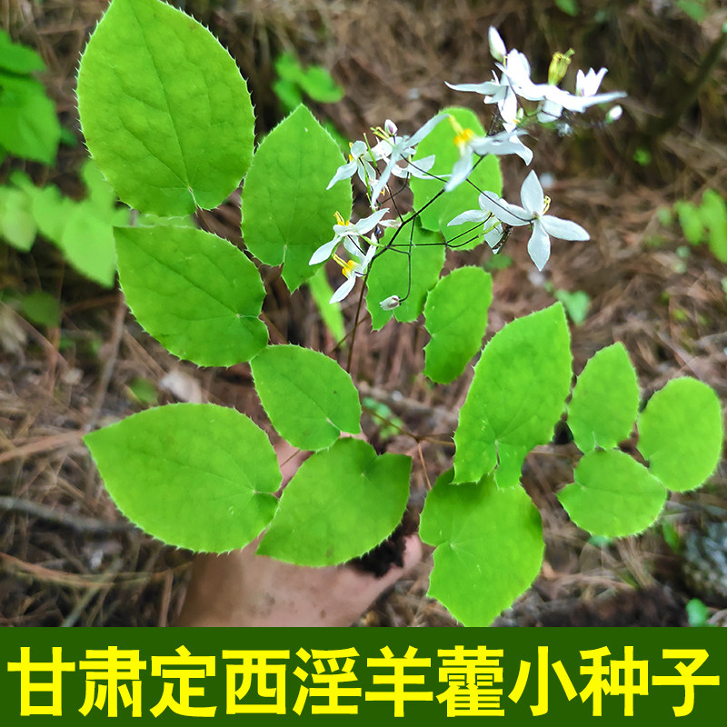 甘肃定西小圆叶淫羊藿种子十粒装仙灵脾三枝九叶草种子10粒包邮