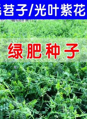 绿肥种子光叶紫花苕种籽长柔毛野豌豆箭舌豌豆果园养蜂蜜源毛苕子