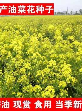 观赏油菜花种子高产榨油四季易种耐寒耐旱抗倒食用春季花海绿肥籽