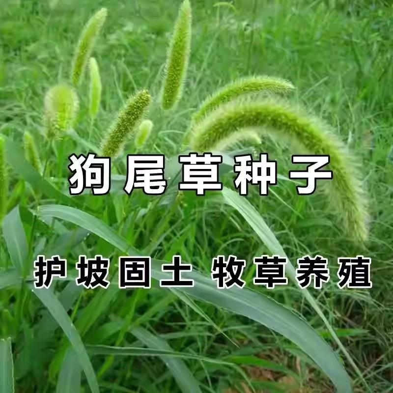 狗尾巴草种子多连生耐旱草籽矿山护坡固土野草杂草园林绿化观赏草