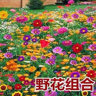 野花组合种子开花阳台室外庭院格桑花花籽太阳花易活花种大全