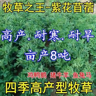 进口紫花苜蓿种子多年生苜蓿草种子四季牧草养殖鸡鸭鹅牛羊鱼草籽