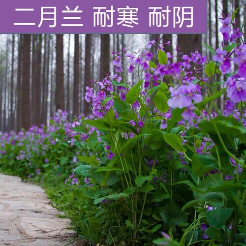 二月兰花种子四季易活多年生宿根诸葛菜种子耐阴耐寒秋冬播种花籽