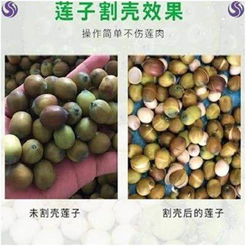 中国莲子开壳机拨莲子工具脱壳剥壳机去青去皮机s器电动自动割机 爱最好 省钱 赚钱
